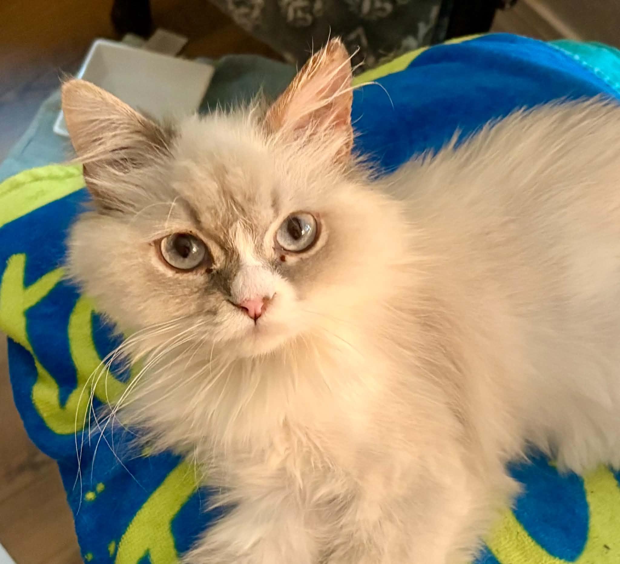 Valencia aka Fancy, Adoptable, Young Female Persian & Ragdoll.