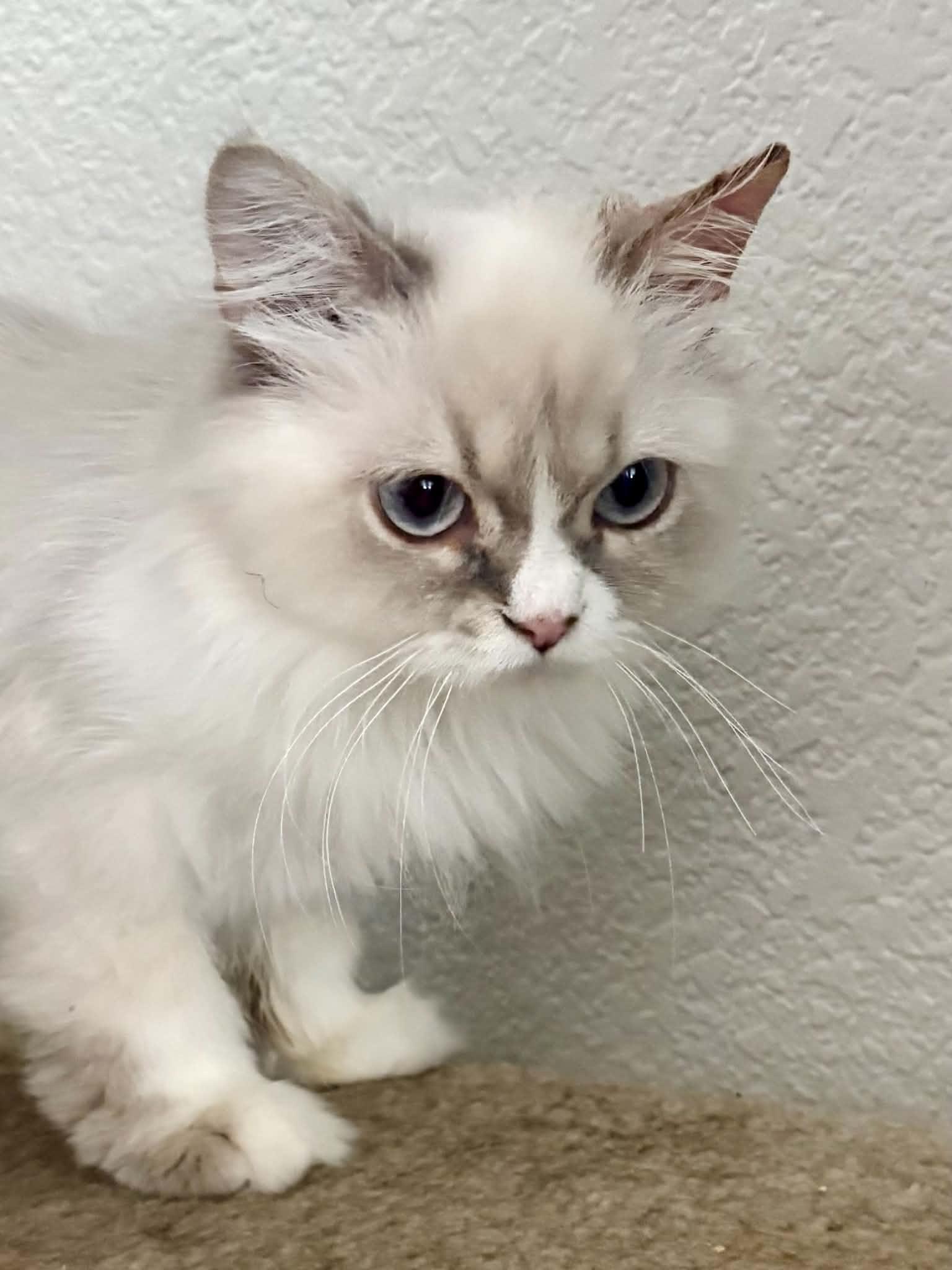 Enlarge Valencia aka Fancy, a Adoptable mixed breed in queen creek, AZ image 2/3