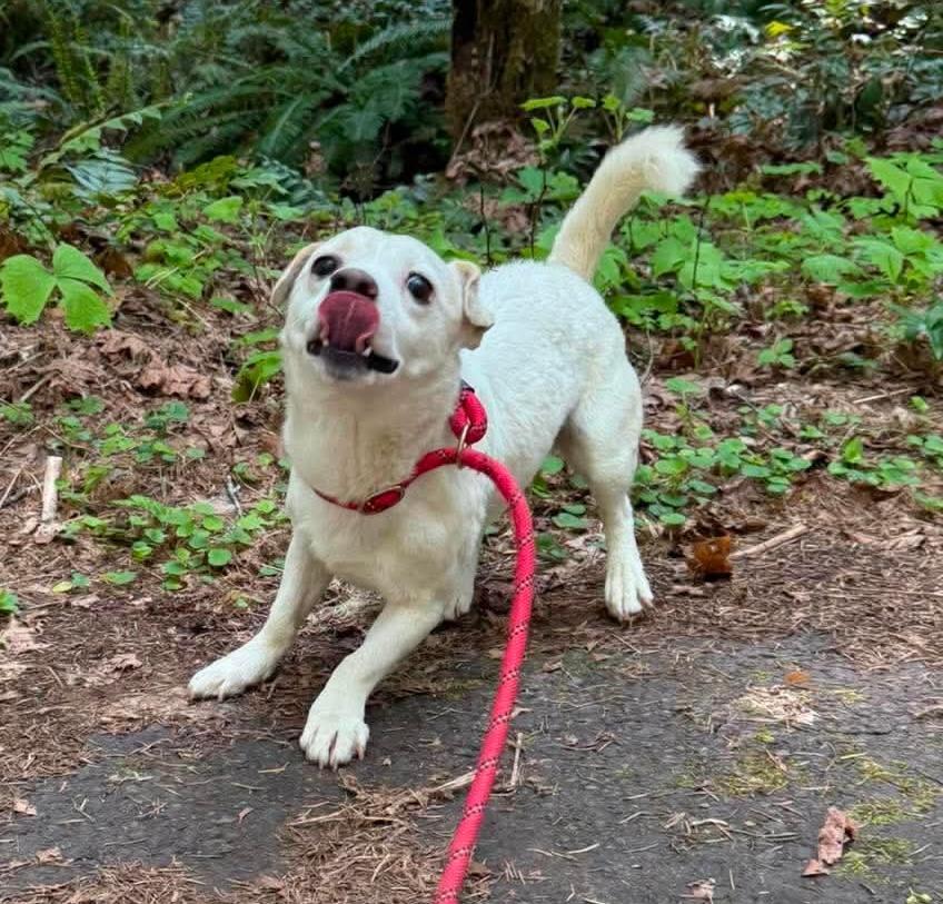 Enlarge Tiny Tim, a ADOPTABLE mixed breed in Kuna, ID image 3/5