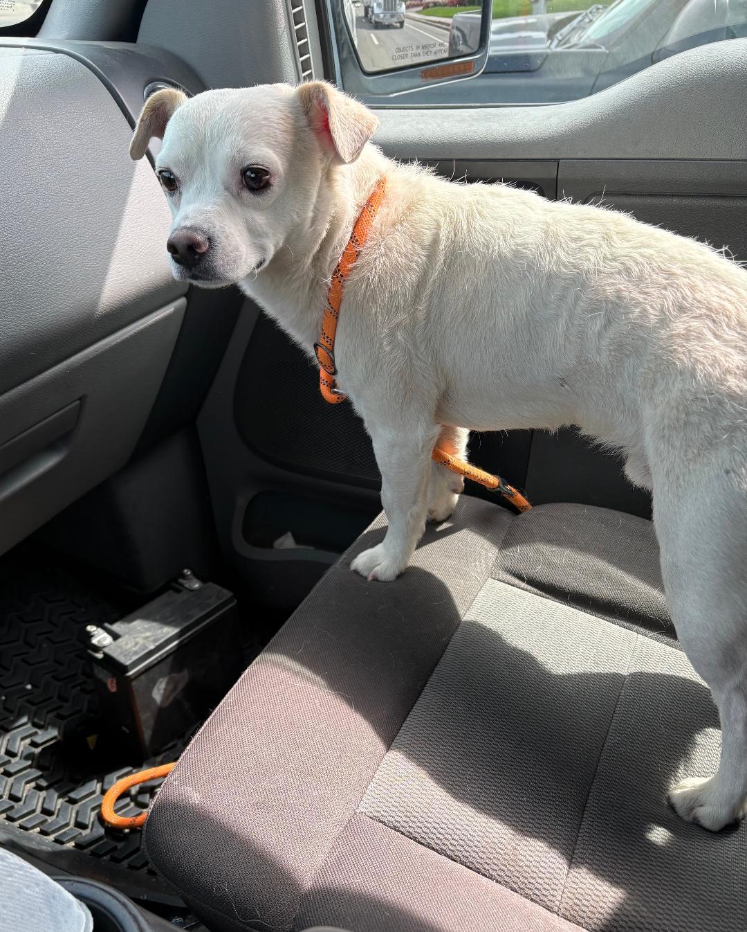 Enlarge Tiny Tim, a ADOPTABLE mixed breed in Kuna, ID image 4/5