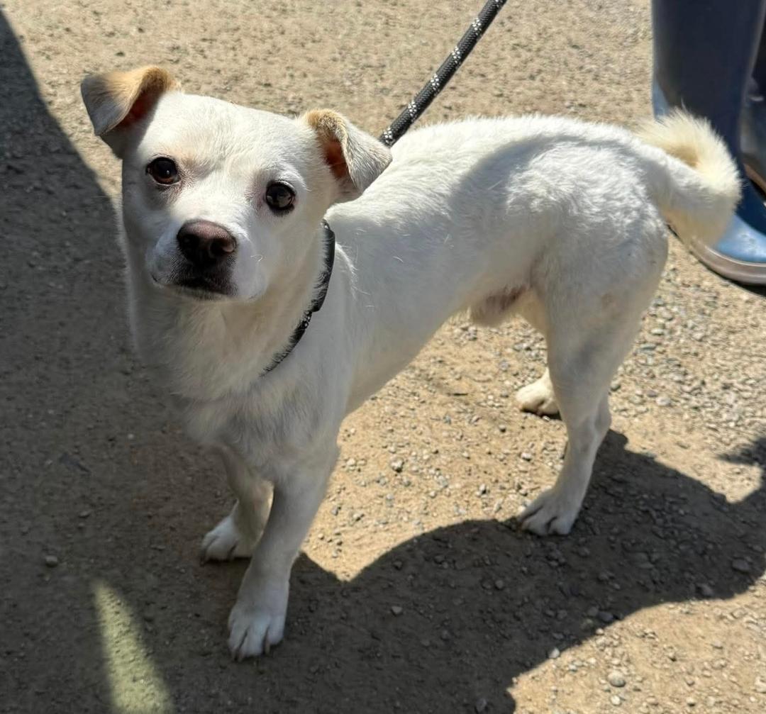 Enlarge Tiny Tim, a ADOPTABLE mixed breed in Kuna, ID image 2/5