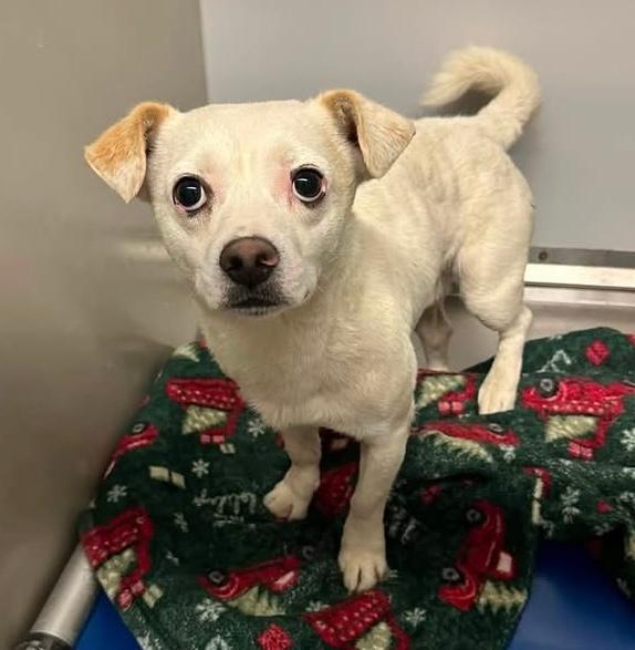 Enlarge Tiny Tim, a ADOPTABLE mixed breed in Kuna, ID image 5/5