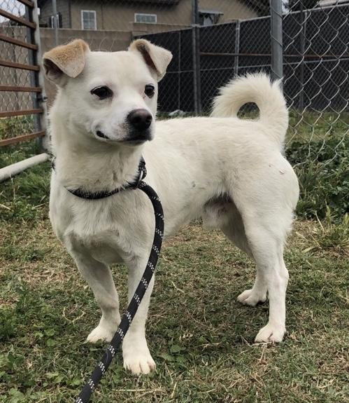 Enlarge Tiny Tim, a ADOPTABLE mixed breed in Kuna, ID image 1/5