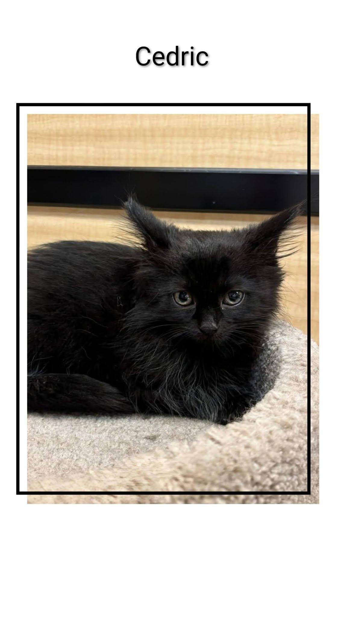 Enlarge Cedric, a Adoptable Domestic Short Hair in Caistor Centre, ON image 1/1