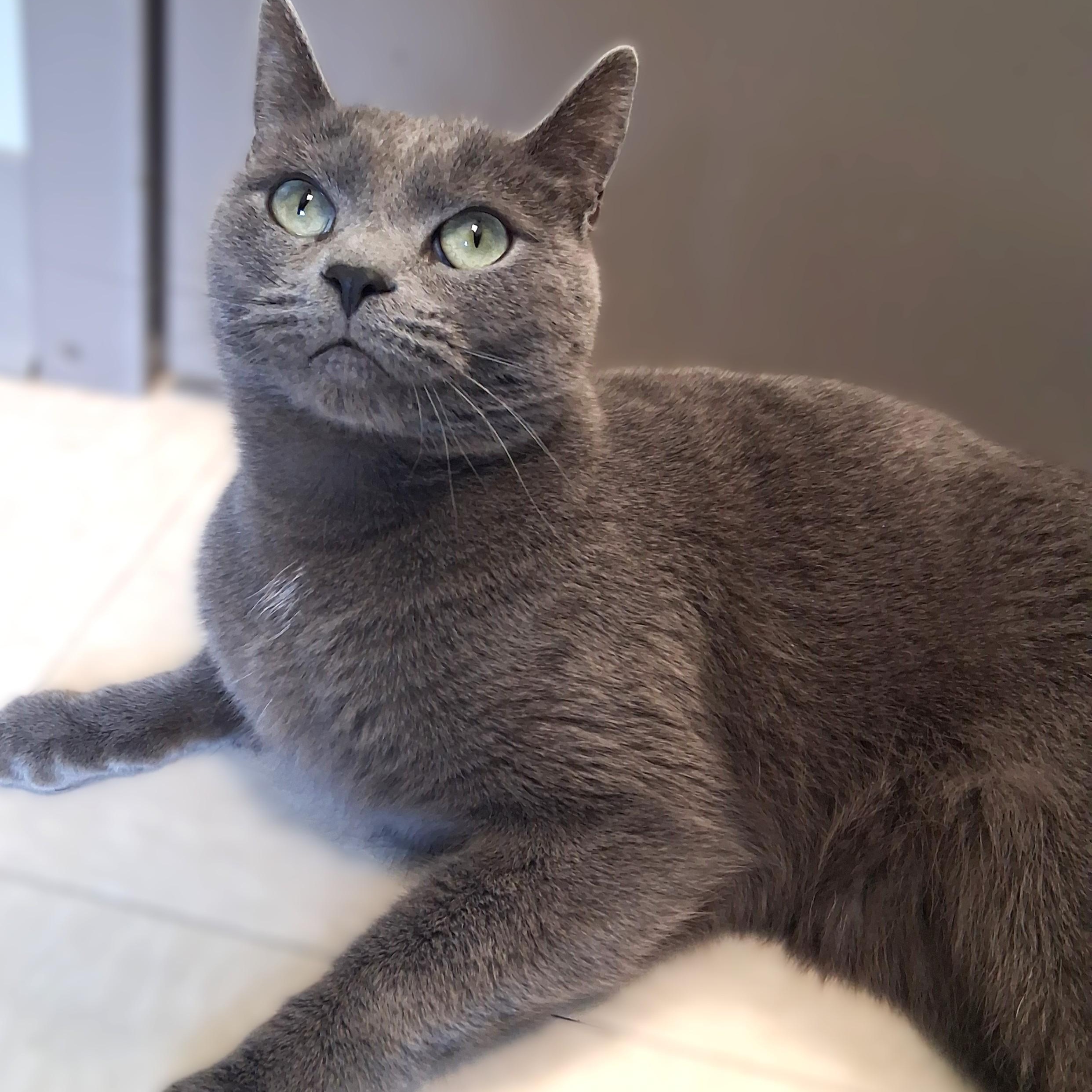 Enlarge Blue, a ADOPTABLE Domestic Short Hair in Belmont, NY image 1/1