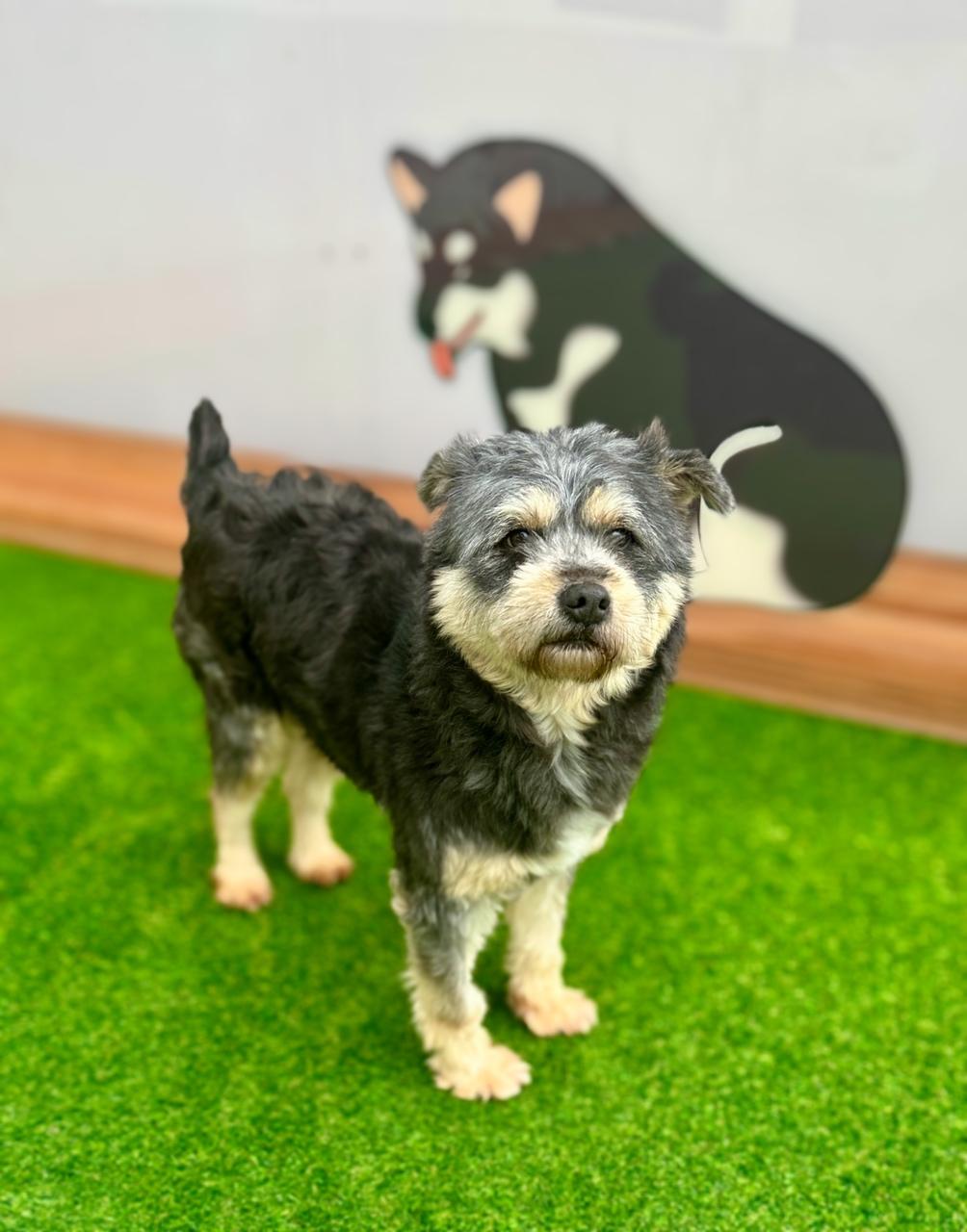 Shea, a Adoptable mixed breed in Centreville, VA image 4/4