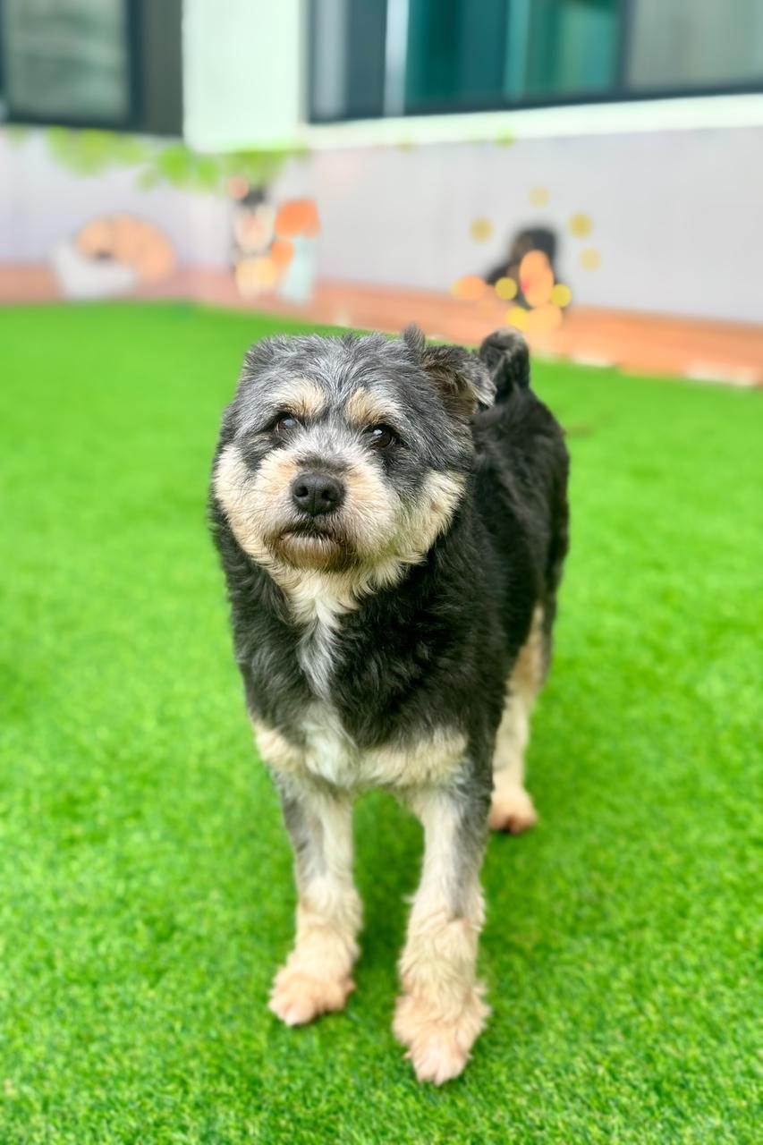 Shea, a Adoptable mixed breed in Centreville, VA image 3/4