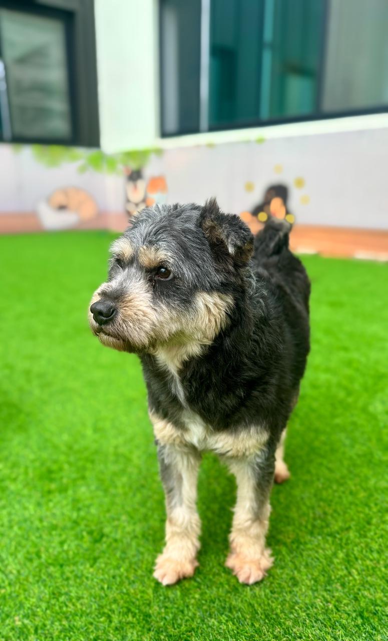 Shea, a Adoptable mixed breed in Centreville, VA image 2/4