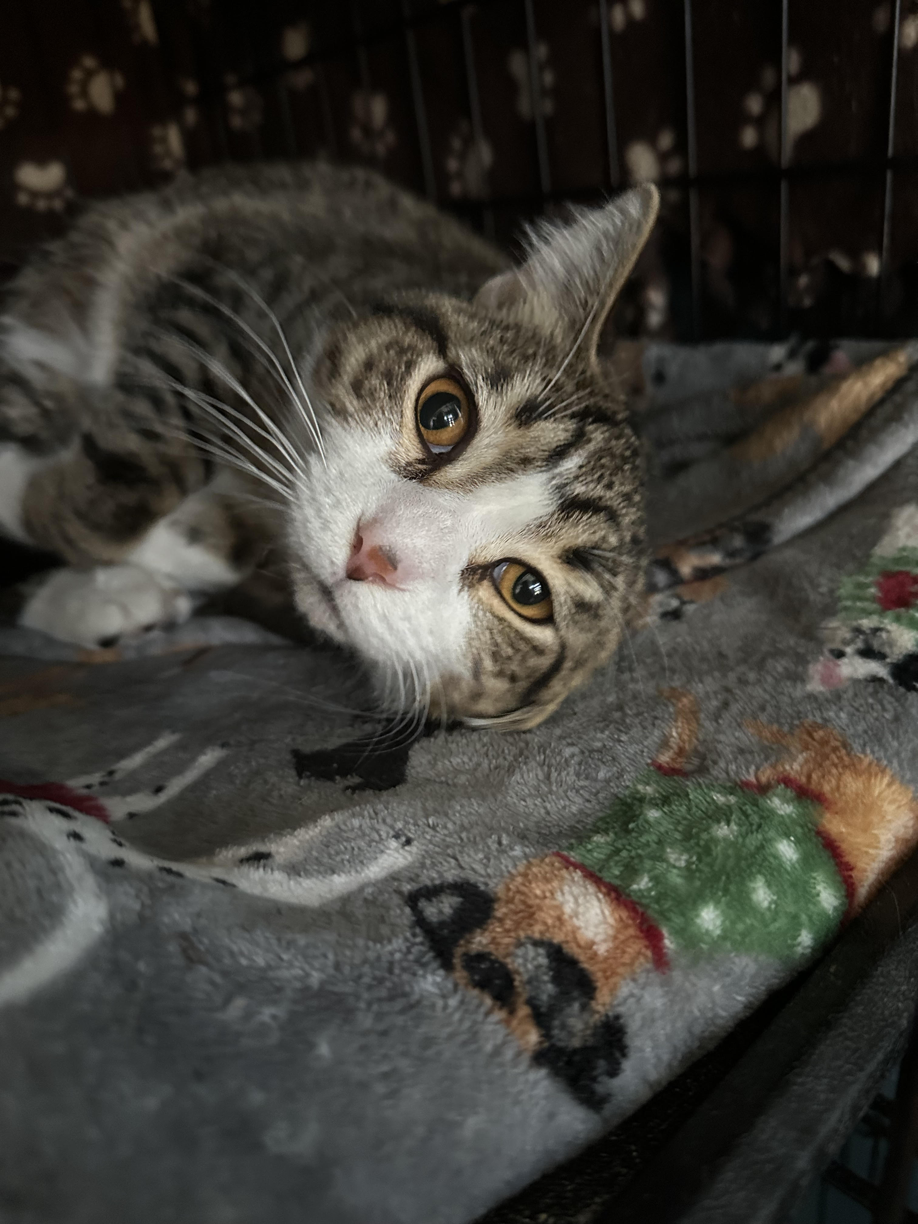 Soxy, a Adoptable mixed breed in Howell, MI image 1/2