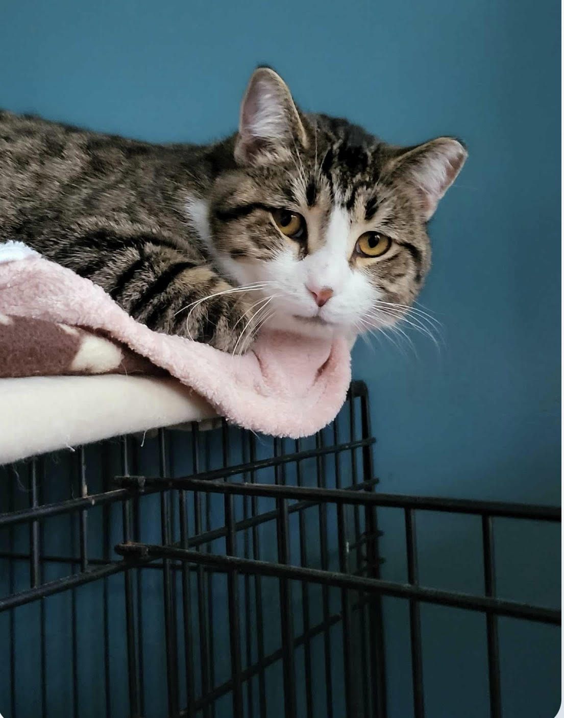 Soxy, a Adoptable mixed breed in Howell, MI image 2/2