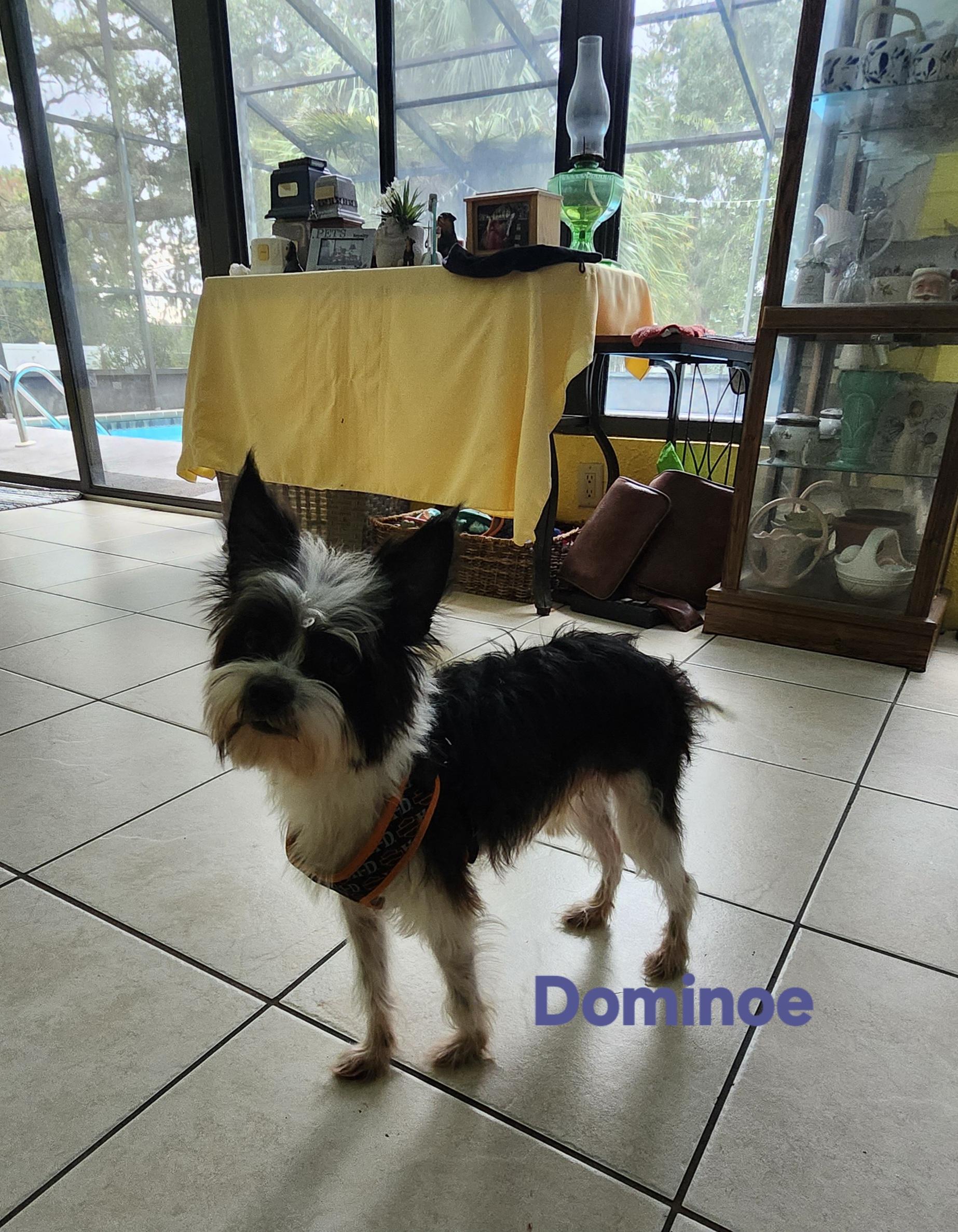 Dominoe