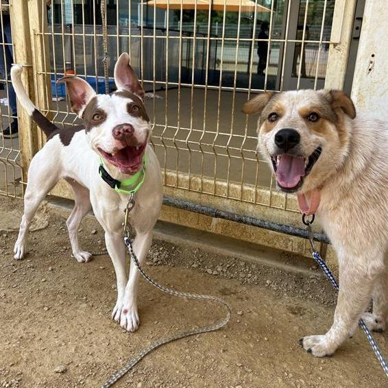 Redz, Adoptable, Young Male Mixed Breed.