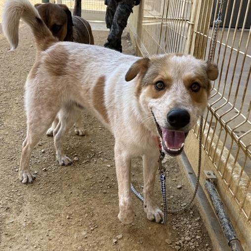 Enlarge Redz, a Adoptable Mixed Breed in Bentonville, AR image 2/6