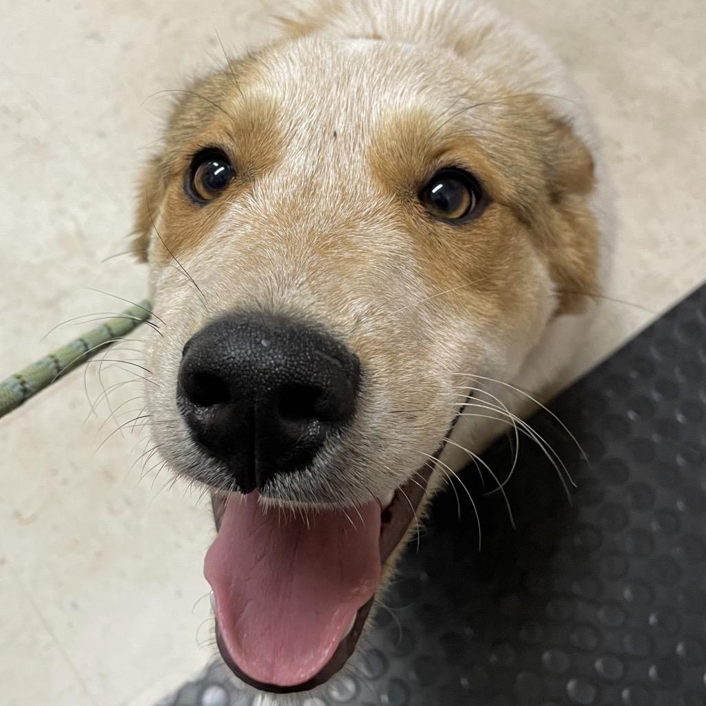 Enlarge Redz, a Adoptable Mixed Breed in Bentonville, AR image 3/6