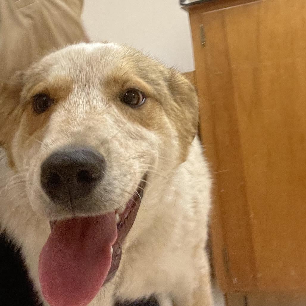 Enlarge Redz, a Adoptable Mixed Breed in Bentonville, AR image 4/6