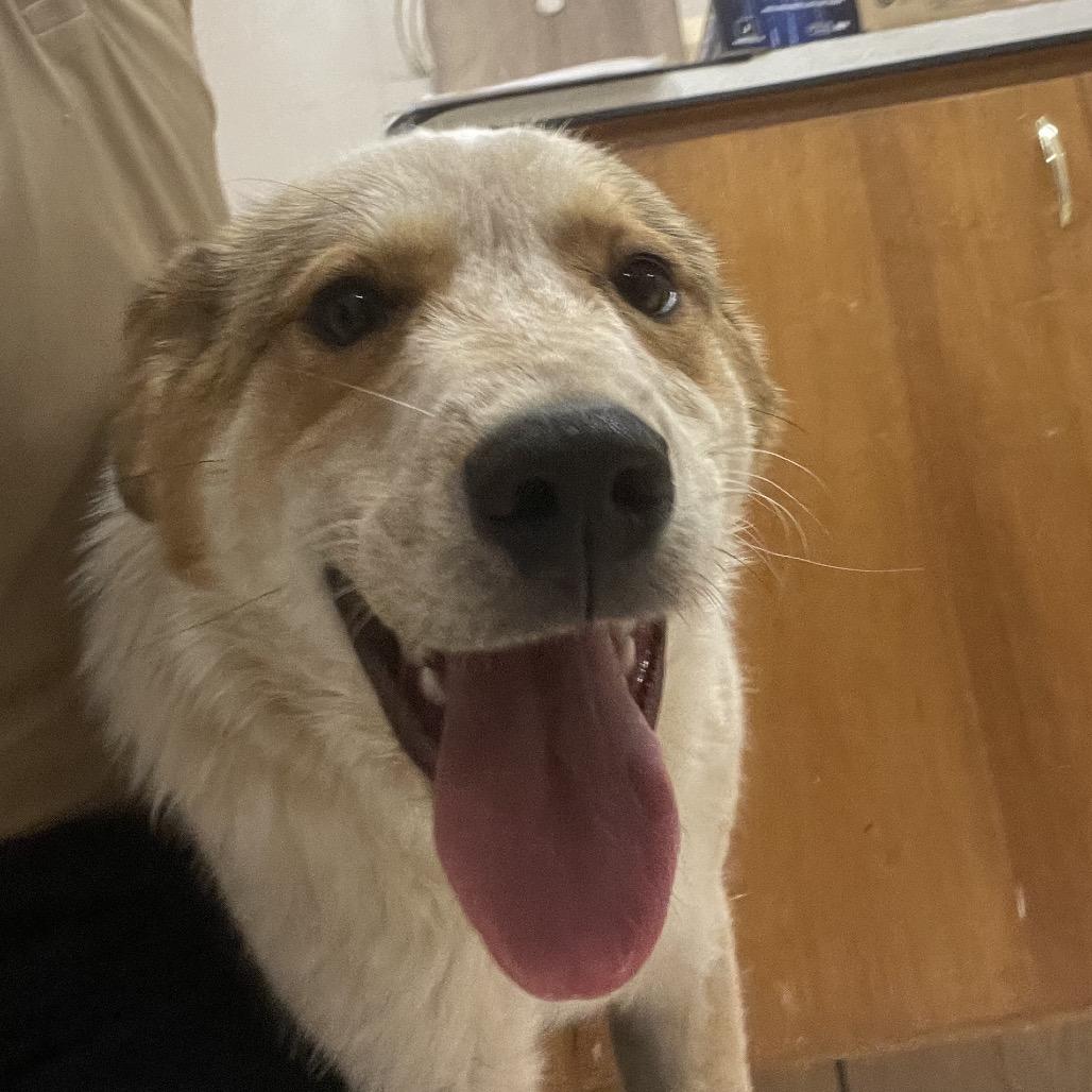 Enlarge Redz, a Adoptable Mixed Breed in Bentonville, AR image 5/6
