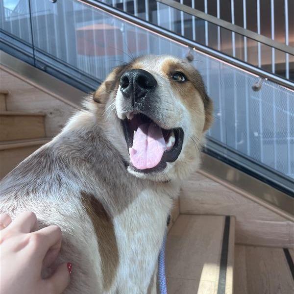 Enlarge Redz, a Adoptable Mixed Breed in Bentonville, AR image 6/6