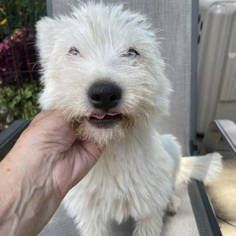 Enlarge Blanche, a ADOPTABLE Terrier in Memphis, TN image 2/2