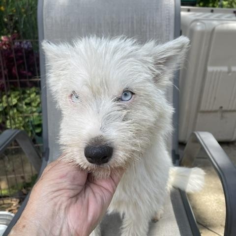 Blanche, ADOPTABLE, Adult Female Terrier.