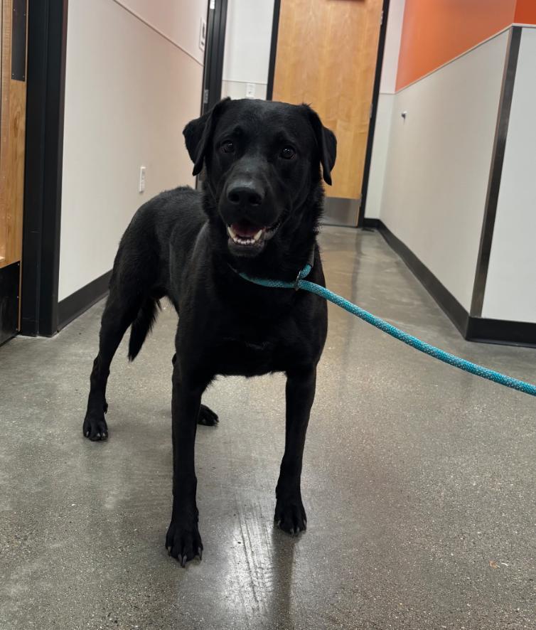 Enlarge Kevin, a Adoptable mixed breed in Greenfield, IN image 1/1