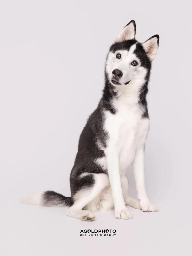 Jack, Adoptable, Senior Male Siberian Husky.
