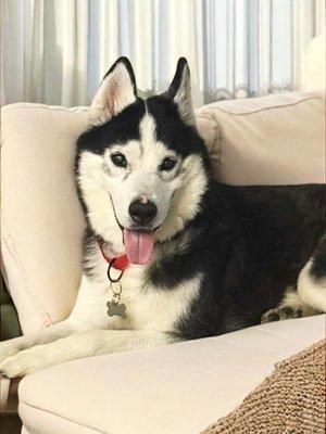 Enlarge Jack, a Adoptable Siberian Husky in Winter Springs, FL image 4/4