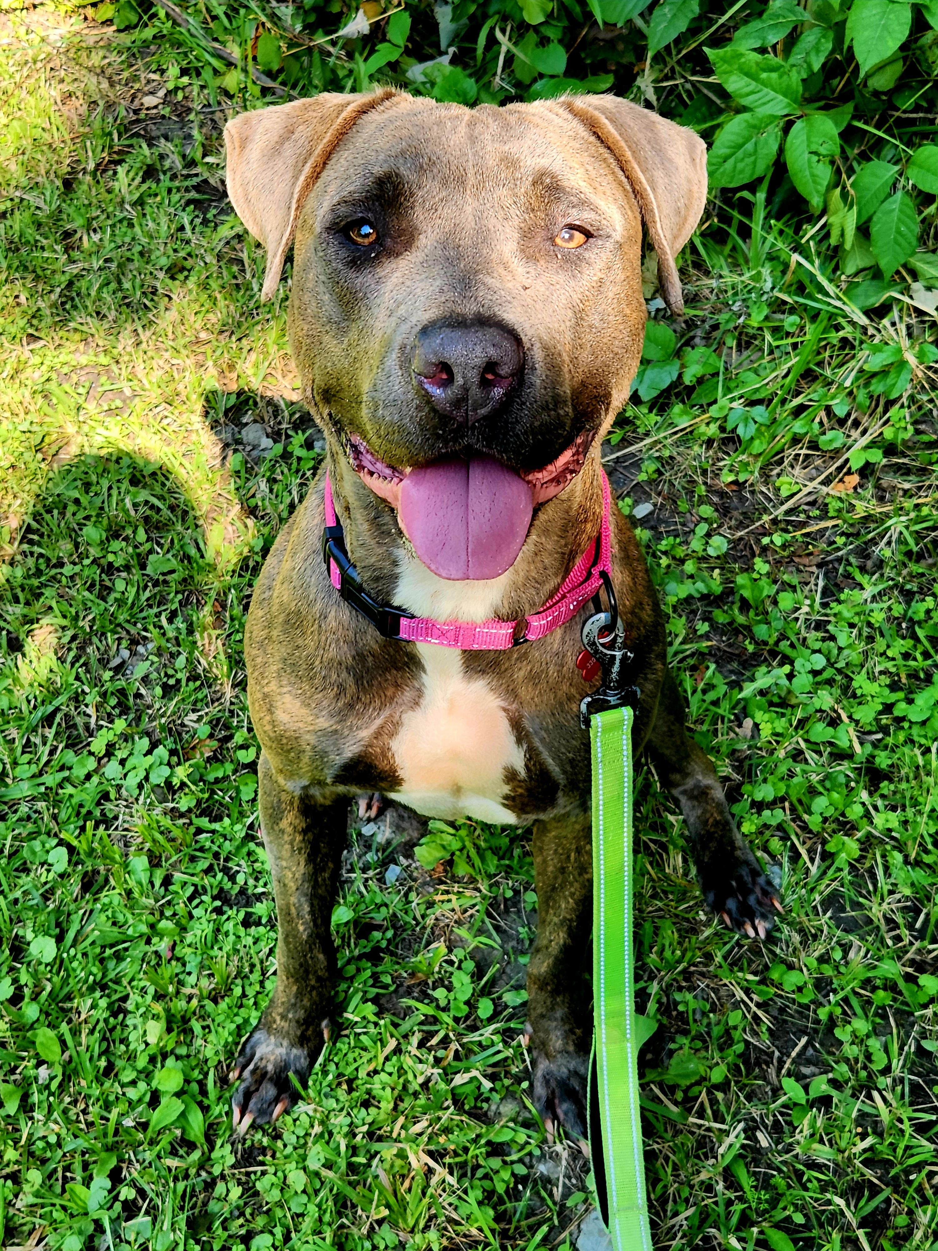 Enlarge Camile, a Adoptable mixed breed in Warren, OH image 1/2