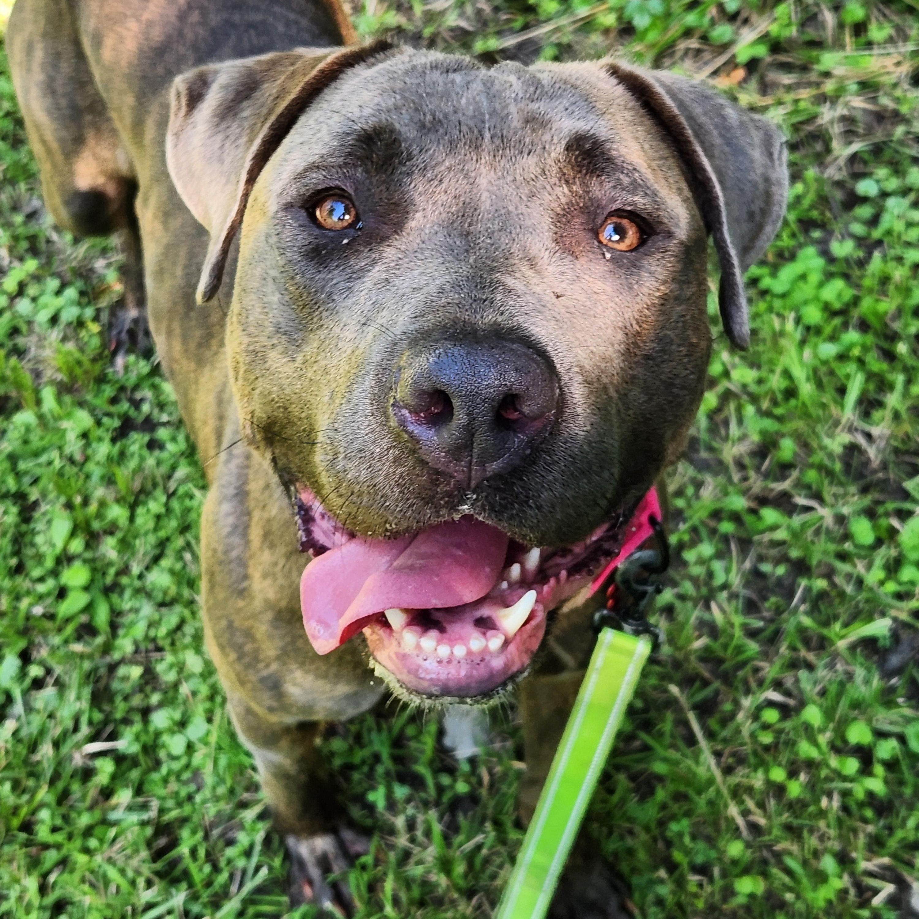Enlarge Camile, a Adoptable mixed breed in Warren, OH image 2/2
