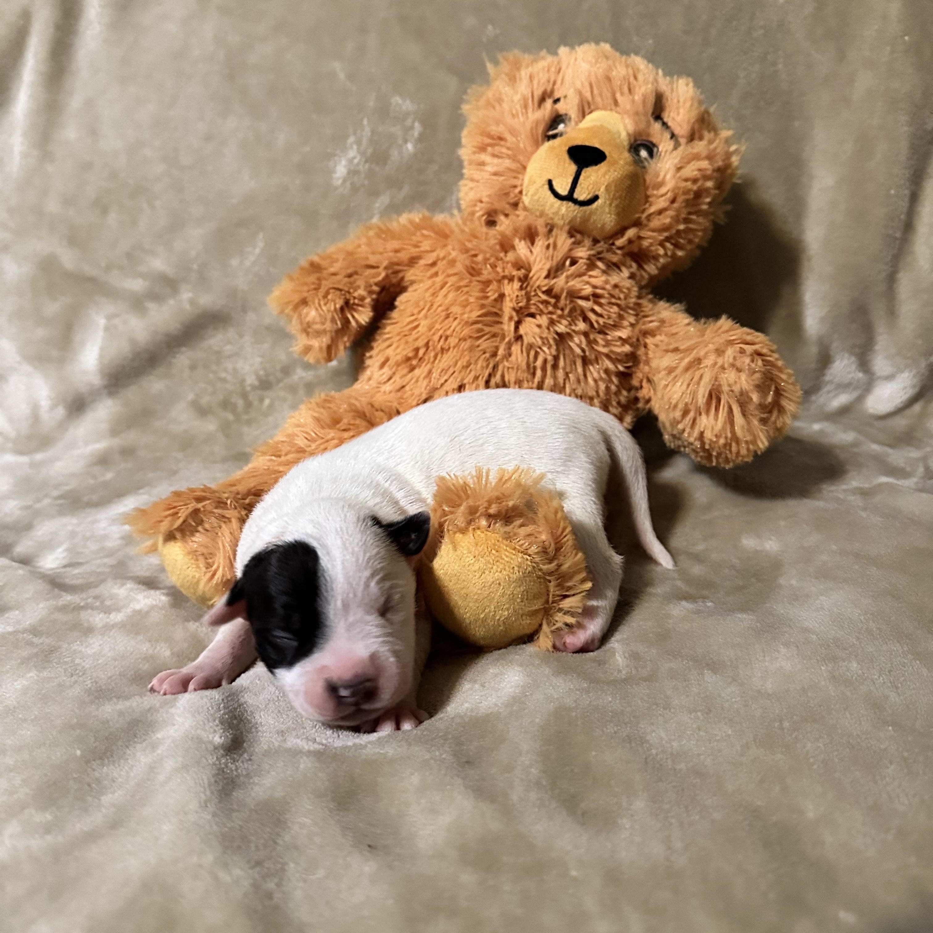 Dottie, a Adopted mixed breed in SACRAMENTO, CA image 2/2