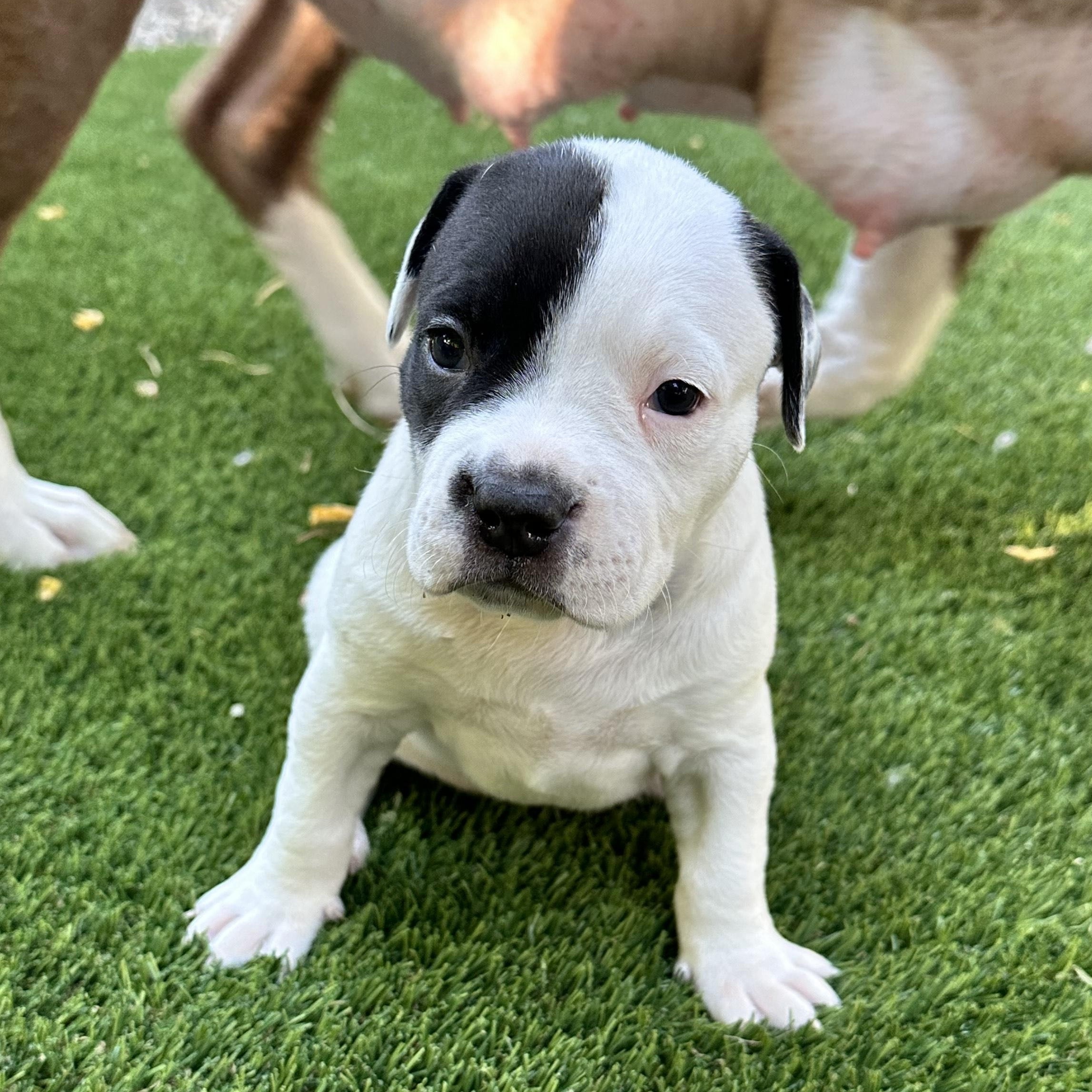 Dottie, a Adopted mixed breed in SACRAMENTO, CA image 1/2