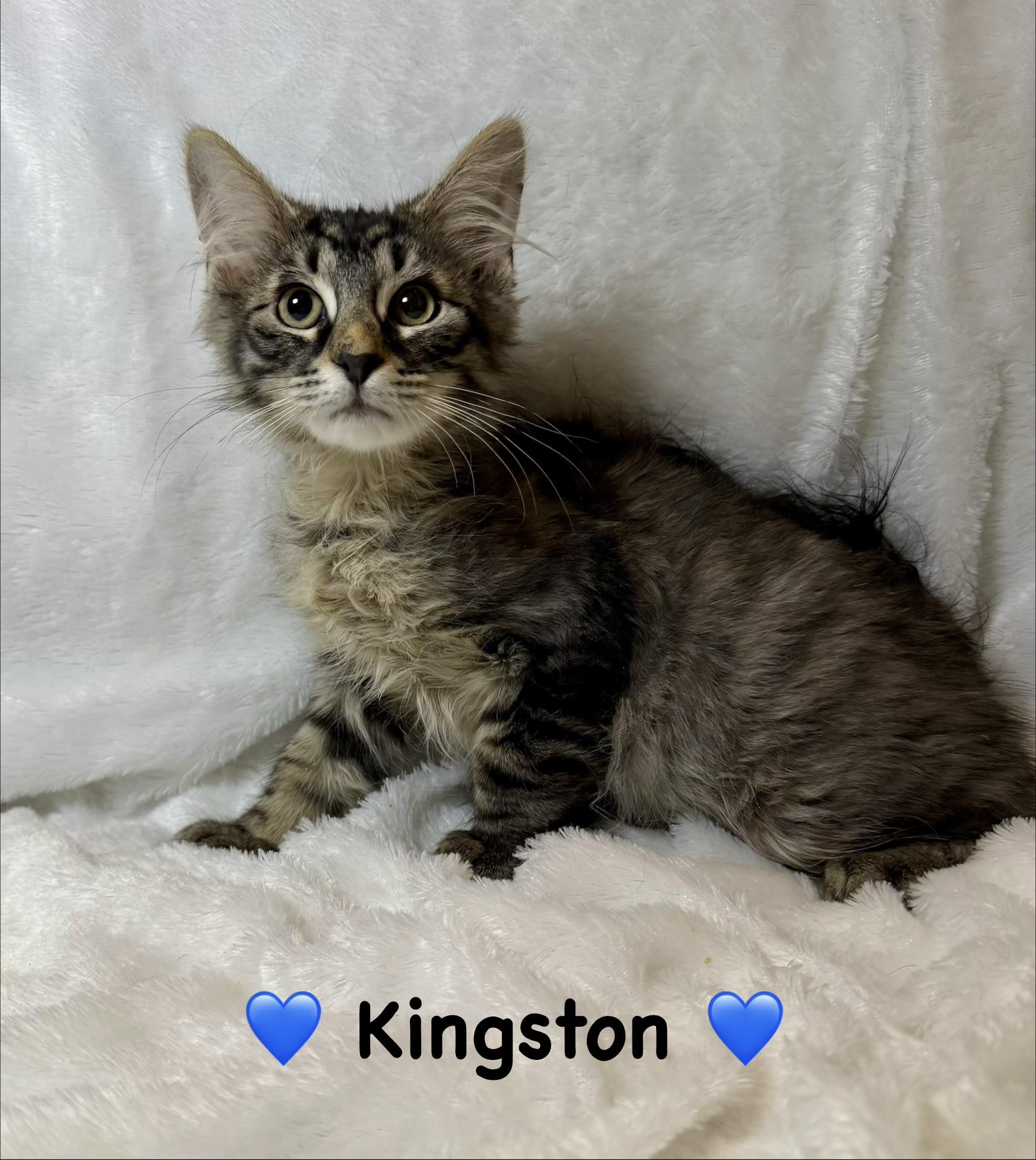 Kingston, ADOPTABLE, Kitten Male Domestic Long Hair.
