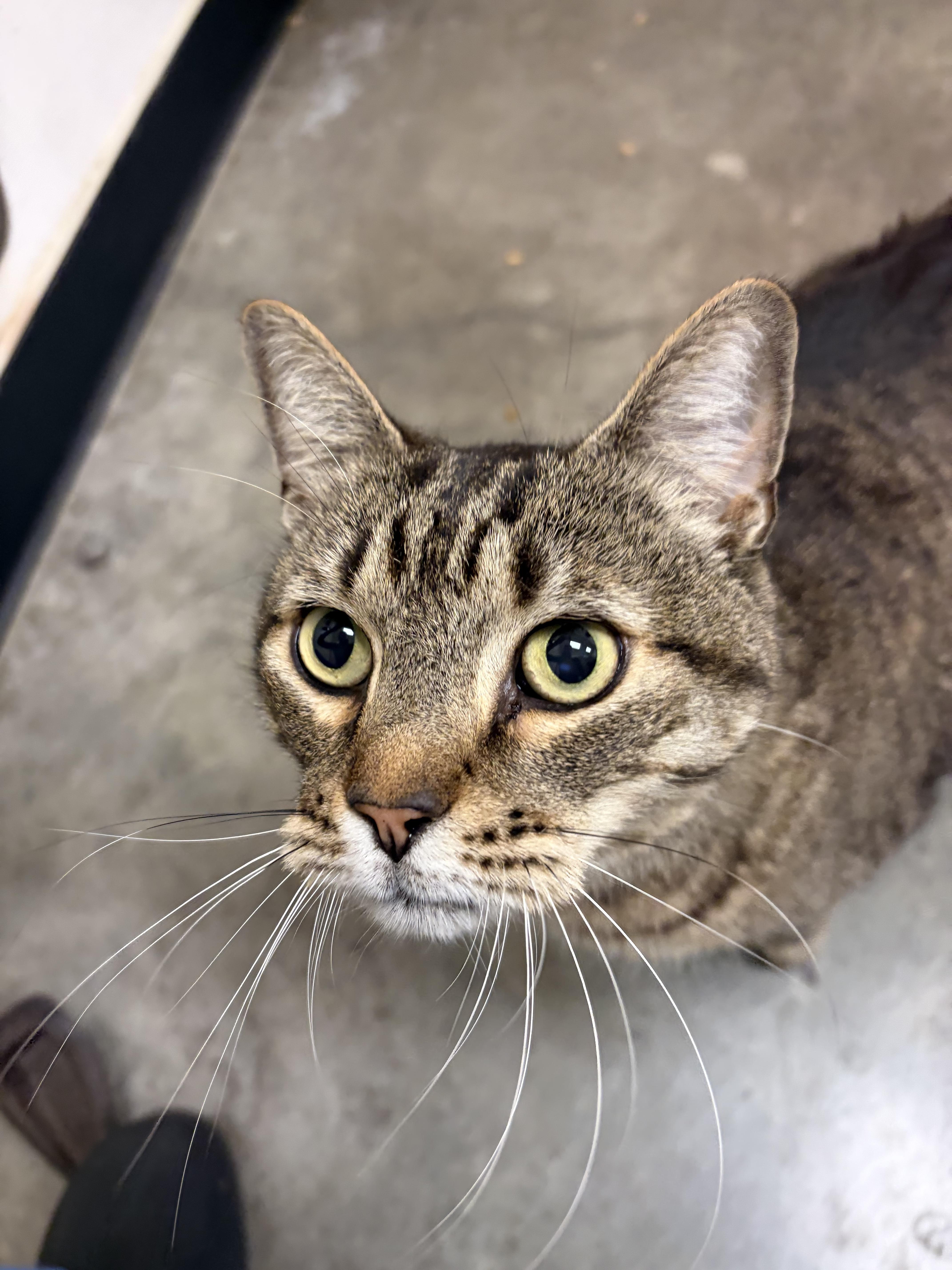 Cryer, Adoptable, Adult Male Domestic Short Hair.