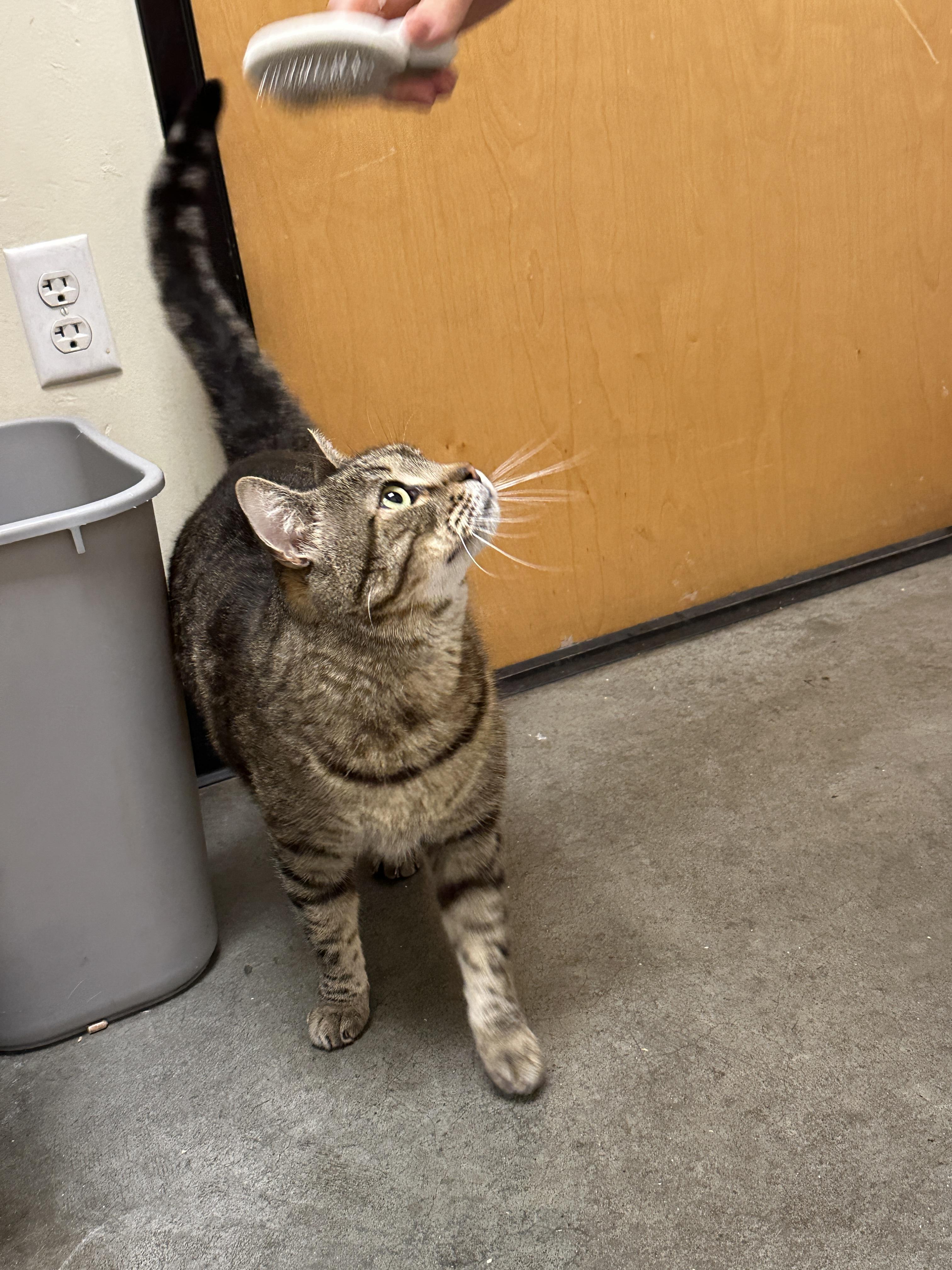 Cryer, a Adoptable Domestic Short Hair in Twin Falls, ID image 2/3