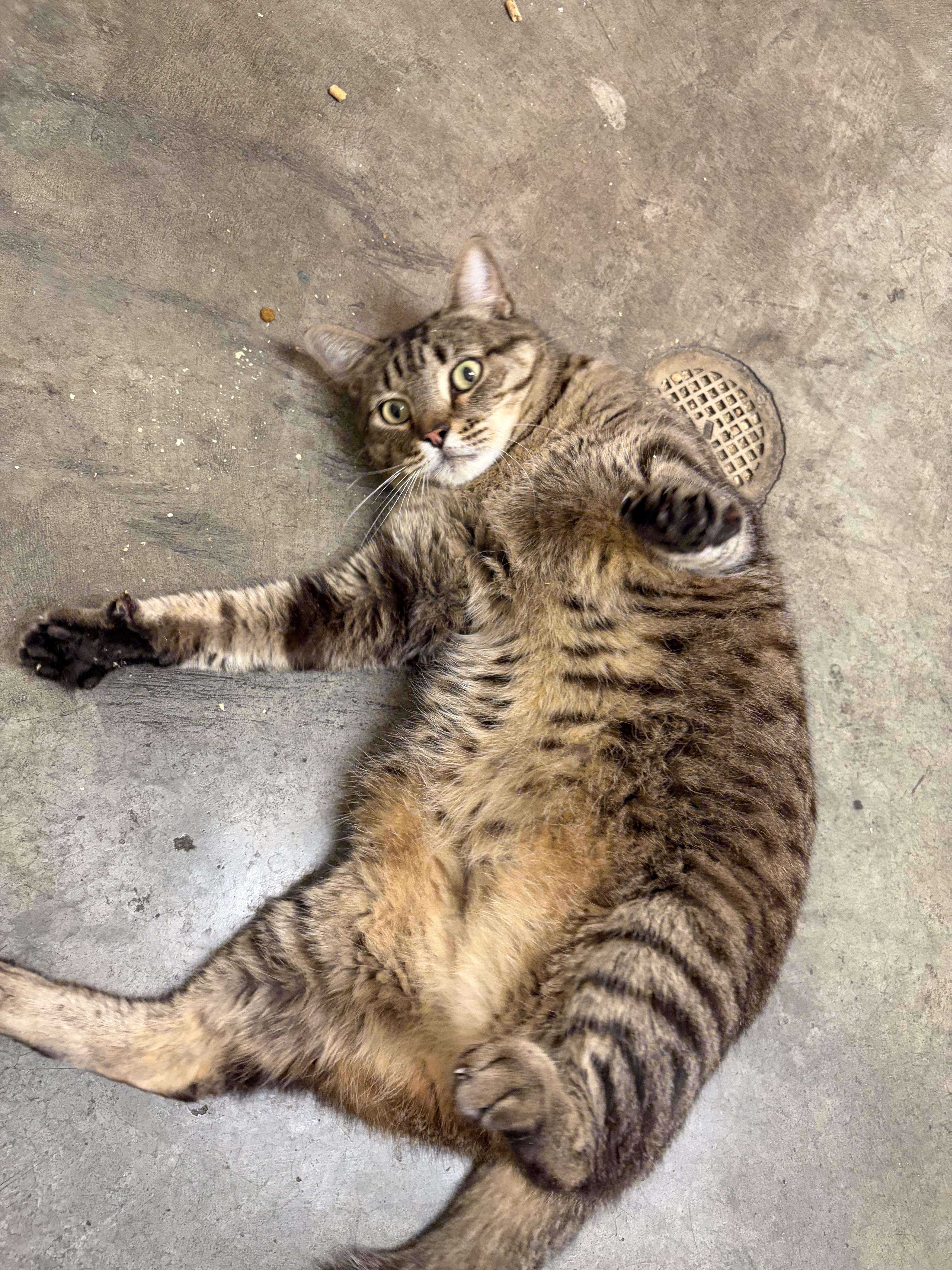 Cryer, a Adoptable Domestic Short Hair in Twin Falls, ID image 3/3