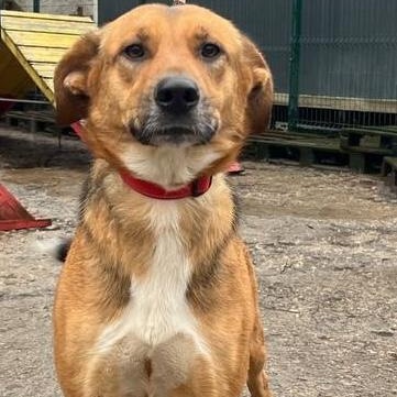 Enlarge Alisa, a ADOPTABLE mixed breed in Morristown, NJ image 1/5