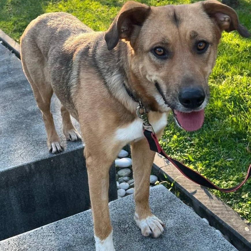 Enlarge Alisa, a ADOPTABLE mixed breed in Morristown, NJ image 2/5