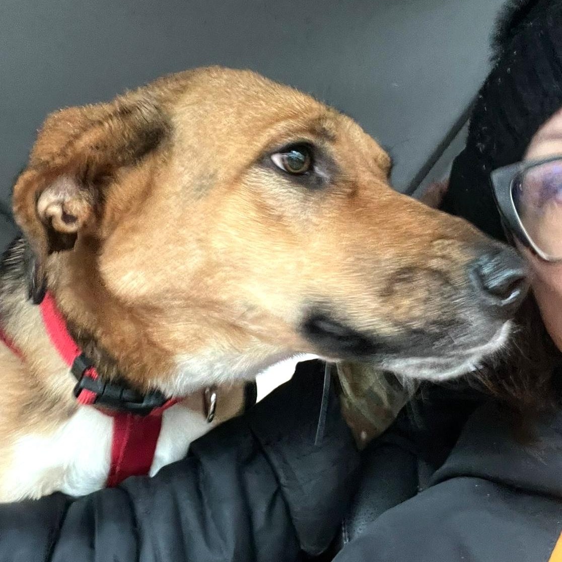 Enlarge Alisa, a ADOPTABLE mixed breed in Morristown, NJ image 3/5