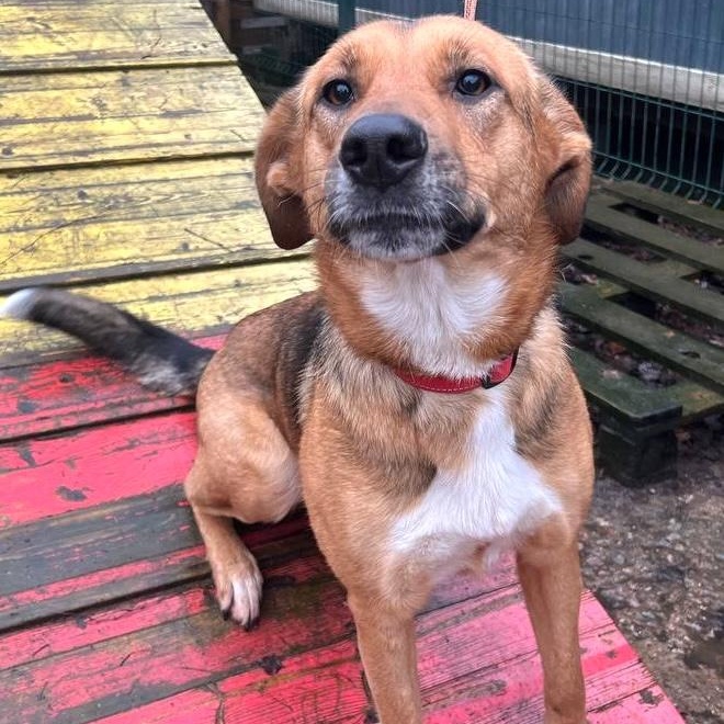 Enlarge Alisa, a ADOPTABLE mixed breed in Morristown, NJ image 4/5