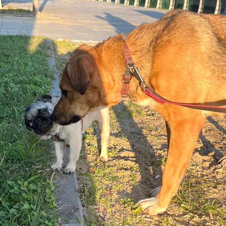 Enlarge Alisa, a ADOPTABLE mixed breed in Morristown, NJ image 5/5