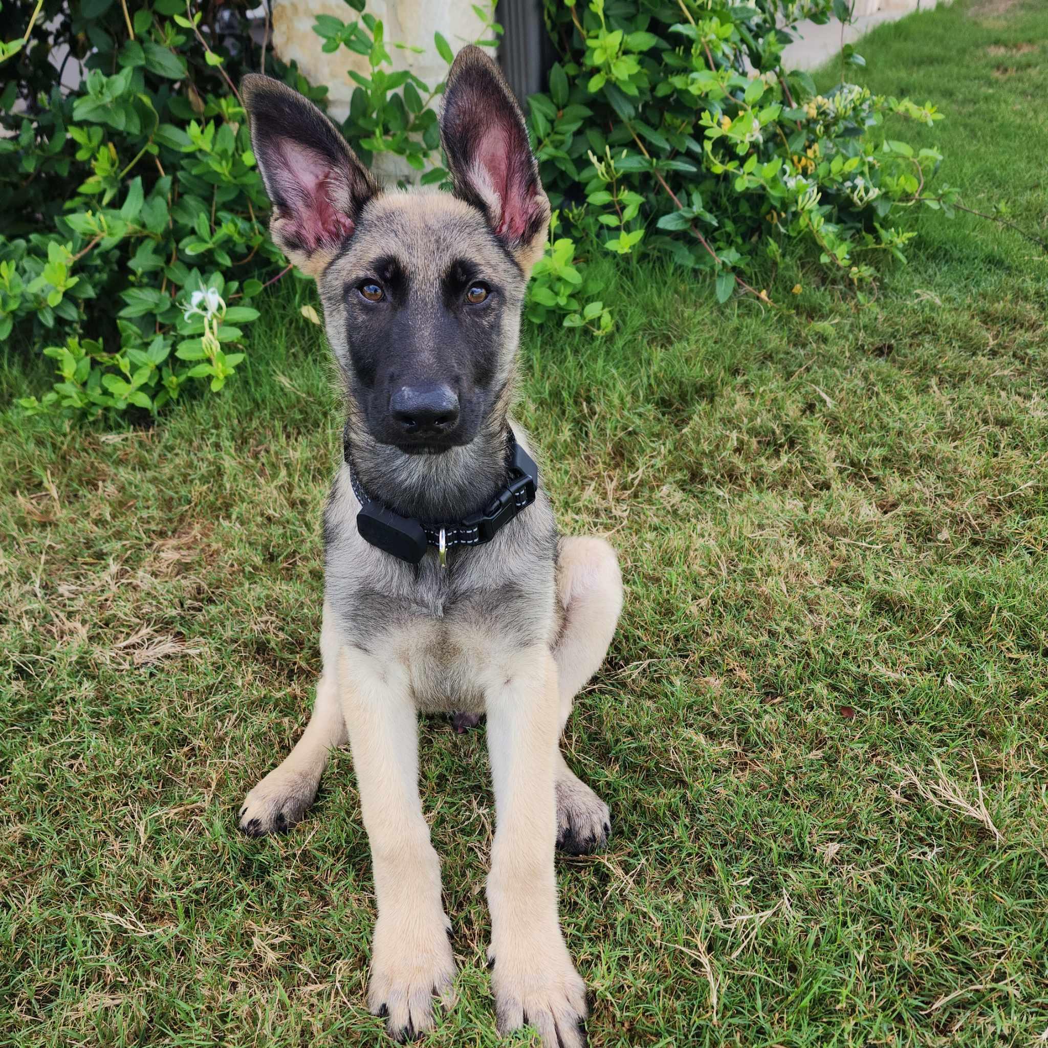 Nash, adopted, Puppy Male Belgian Shepherd / Malinois.