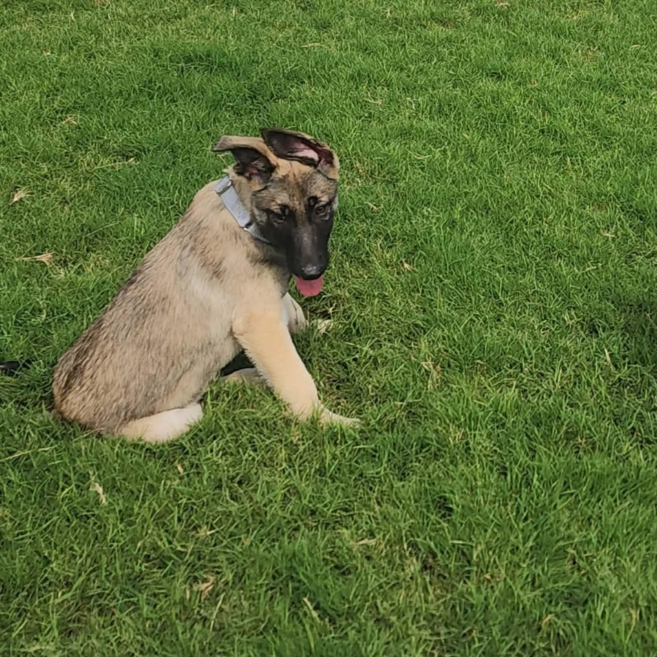Enlarge Nash, a ADOPTABLE Belgian Shepherd / Malinois in Lockhart, TX image 5/6