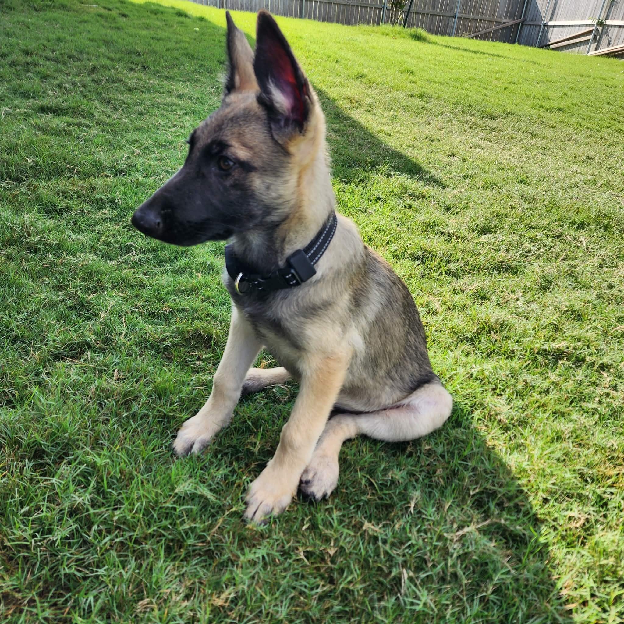 Enlarge Nash, an adopted Belgian Shepherd / Malinois in Lockhart, TX image 3/6
