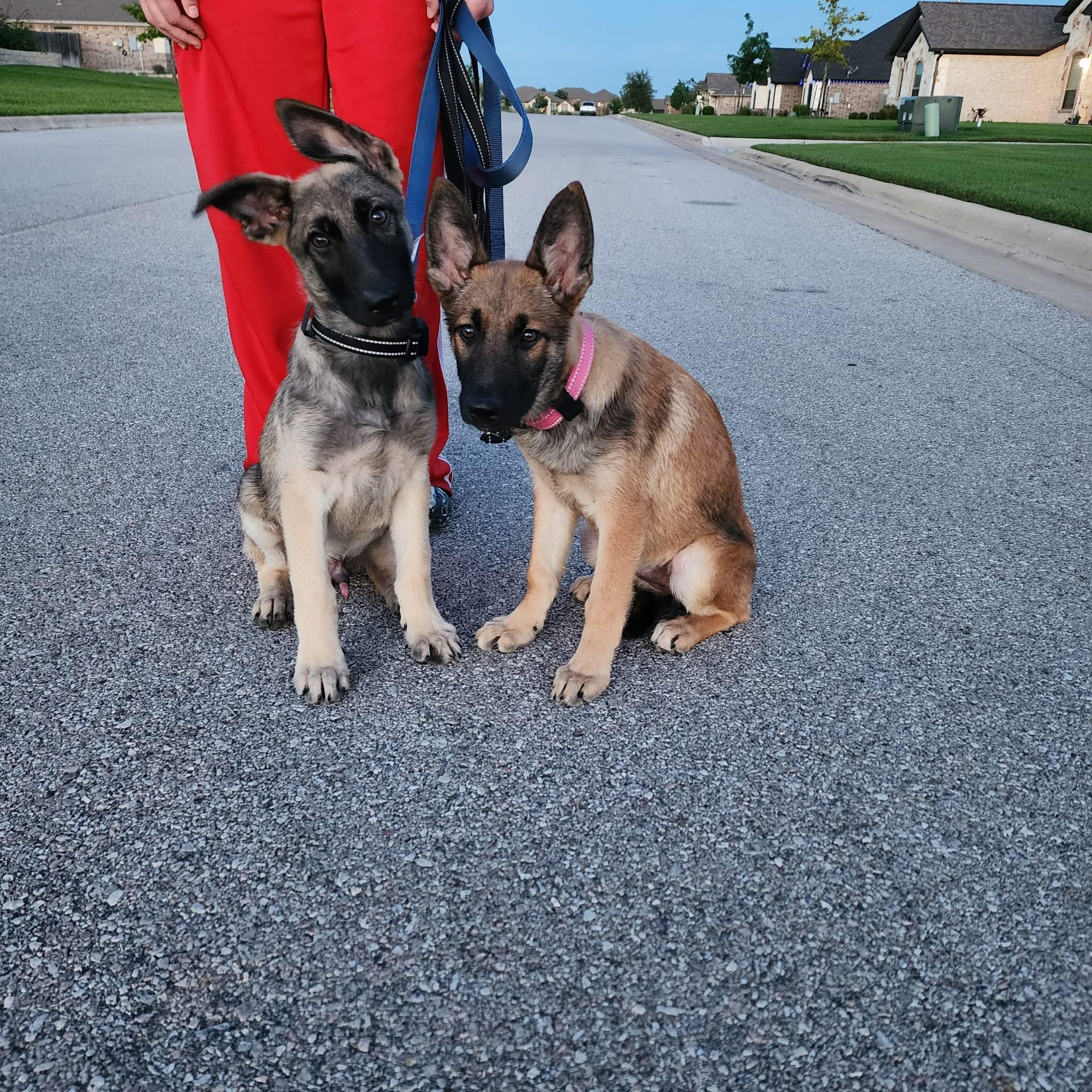 Enlarge Nash, a ADOPTABLE Belgian Shepherd / Malinois in Lockhart, TX image 4/6