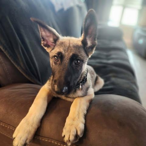 Enlarge Nash, a ADOPTABLE Belgian Shepherd / Malinois in Lockhart, TX image 3/6