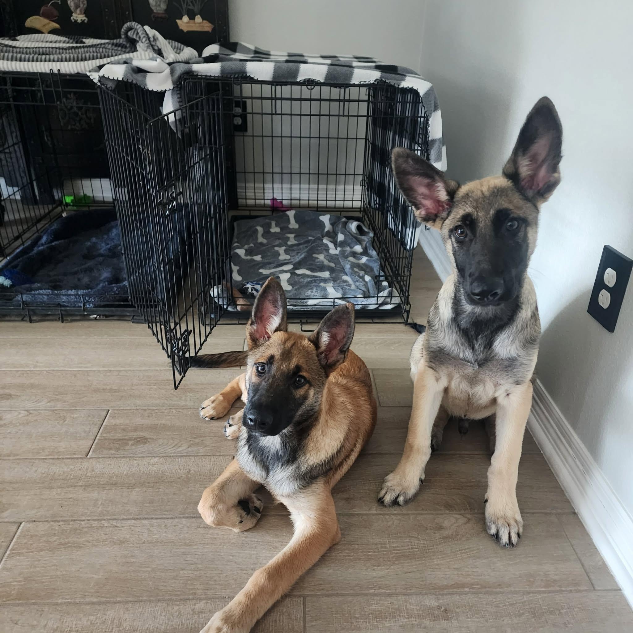 Enlarge Nash, an adopted Belgian Shepherd / Malinois in Lockhart, TX image 2/6