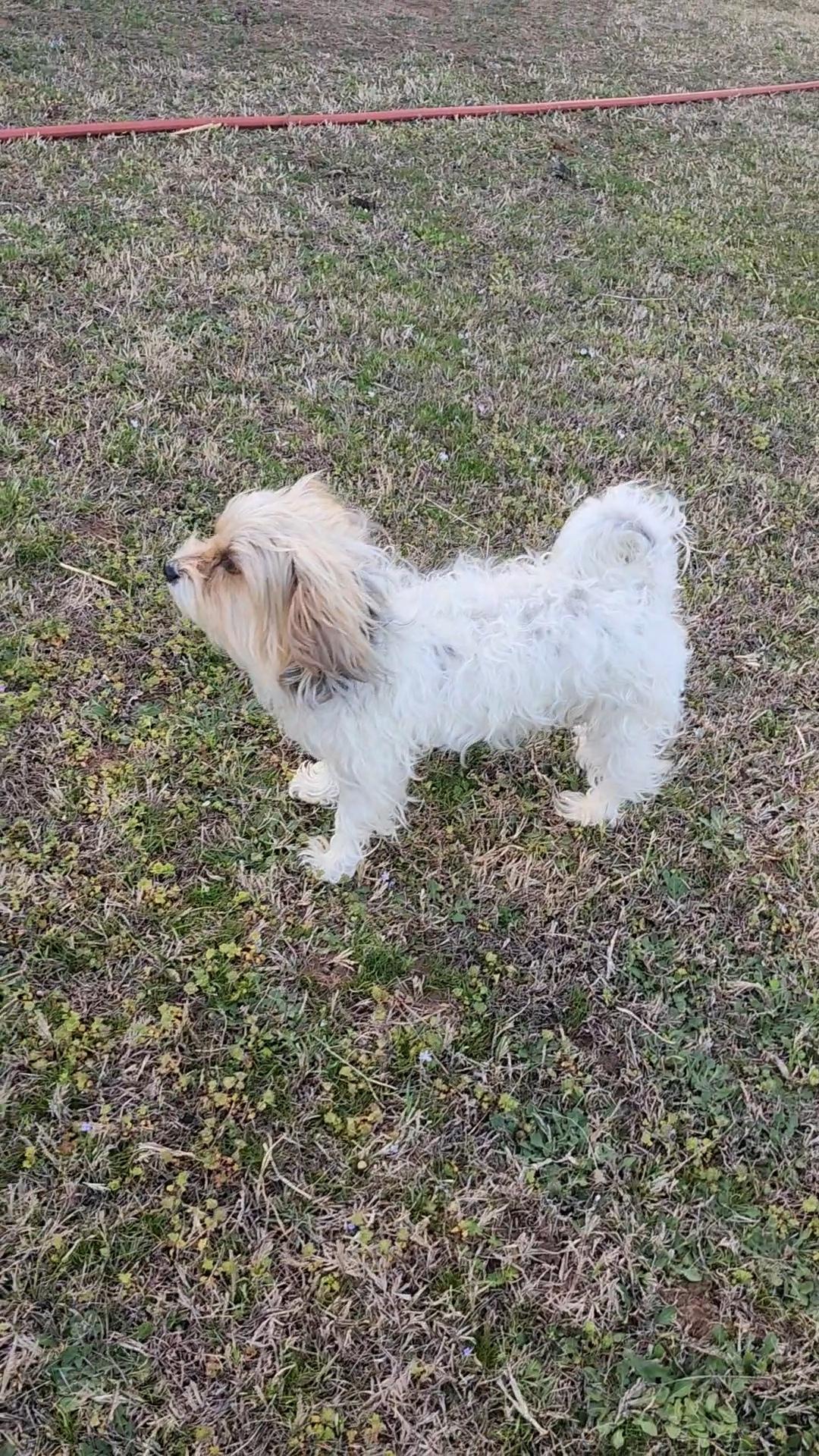 Enlarge Bentley, a ADOPTABLE Terrier in Tuttle, OK image 6/6