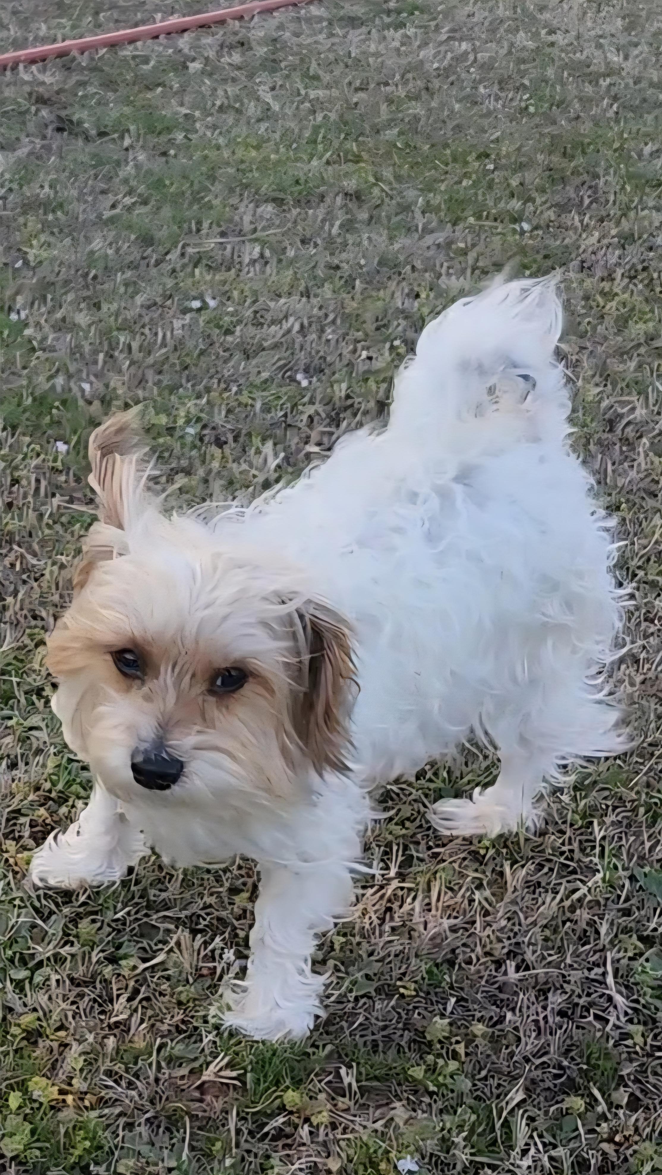 Enlarge Bentley, a ADOPTABLE Terrier in Tuttle, OK image 5/6