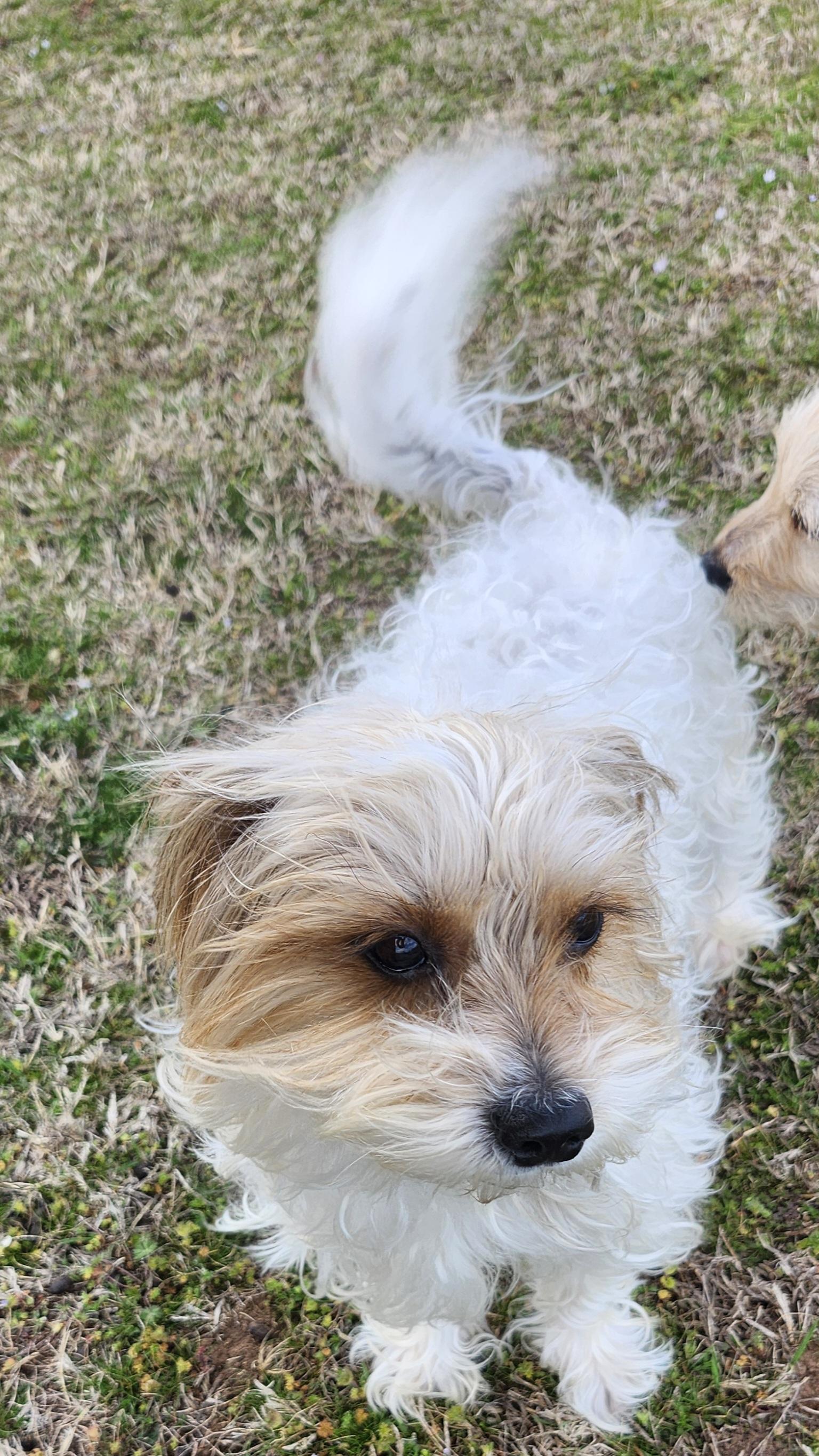 Enlarge Bentley, a ADOPTABLE Terrier in Tuttle, OK image 3/6