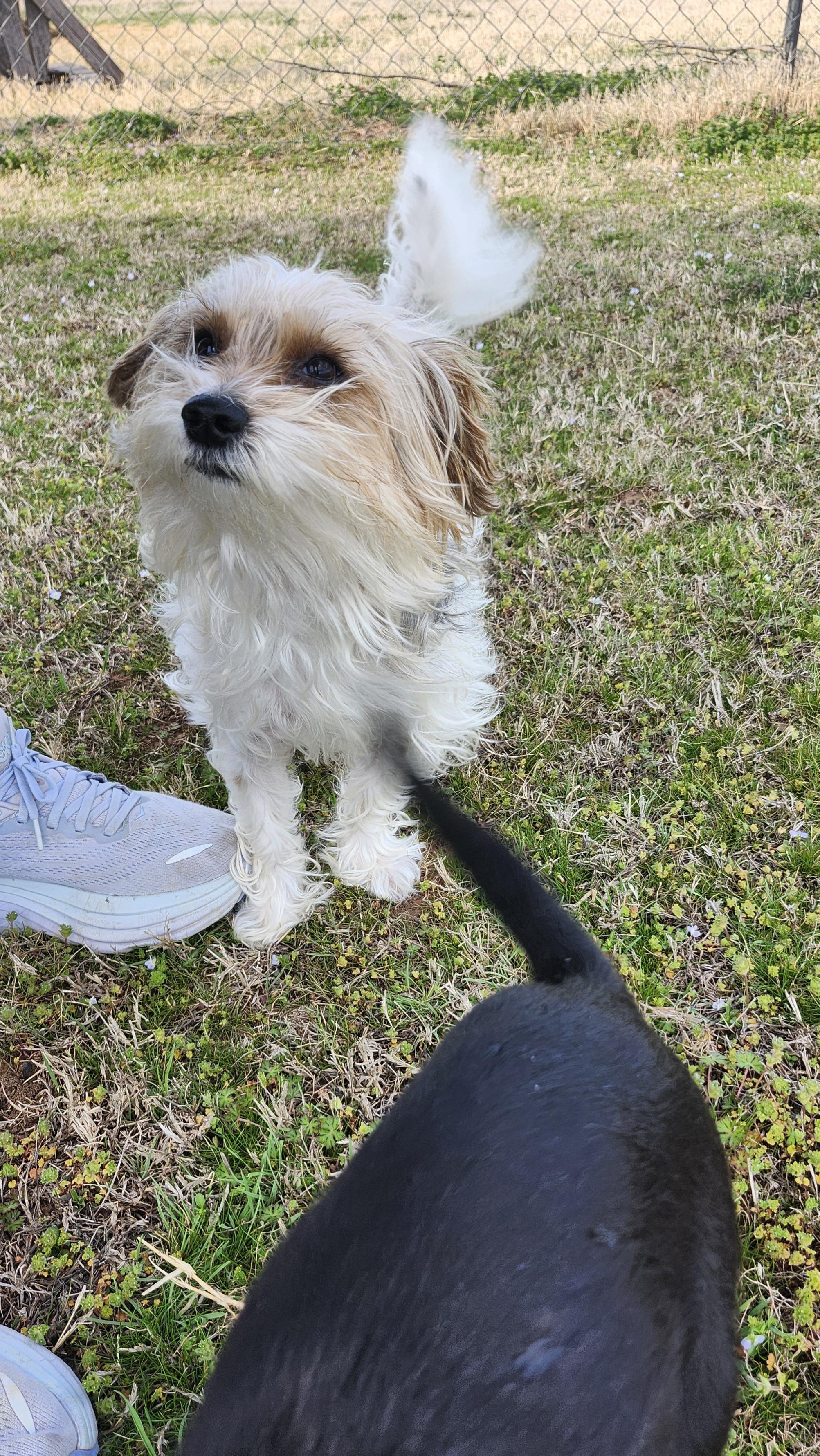 Enlarge Bentley, a ADOPTABLE Terrier in Tuttle, OK image 2/6