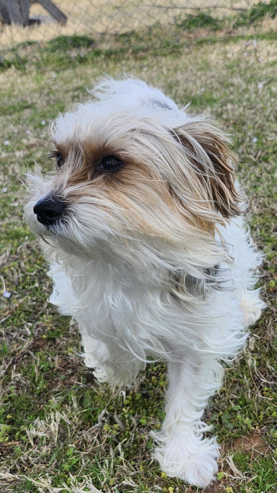 Enlarge Bentley, a ADOPTABLE Terrier in Tuttle, OK image 1/6
